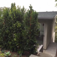 new landscaping between studio and house